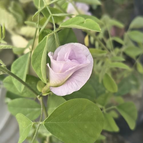 Image of Aparajita Plant (Butterfly Pea - Clitoria Ternatea) Live Flower Vine for Balcony & Terrace (Light Purple)