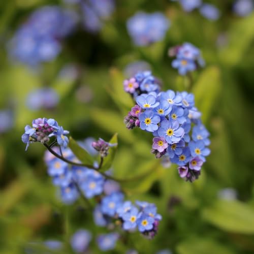 80 pezzi semi del Nontiscordardimé resistenti - piccoli semi del Nontiscordardimé, Myosotis alpestris, balcone serra semi di prato semi di prato fiorito perenne resistente