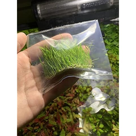 Marcus Fish Tanks - Dwarf Hairgrass Eleocharis Parvula Live Aquarium Plants Carpeting Plant for Aquatic Freshwater Fish Tank BUY2GET1FREE Cover