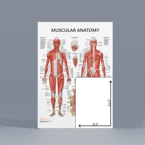 image for Anatomy Lab Muscular System Anatomical Chart, LAMINATED, 17.3 x 22.5 I