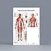 Anatomy Lab Muscular System Anatomical Chart, LAMINATED, 17.3 x 22.5 Inches, Muscles Diagram, Medical Posters, Muscular System Poster, Human Anatomy Poster