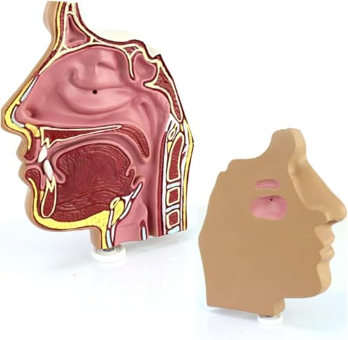 Modèle anatomique de cavité nasale pour ponction endoscopique