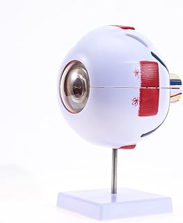Human Eye Anatomical Model, 6X Enlarged Anatomically Eyeball Display Model for Medical Science Education & Anatomy