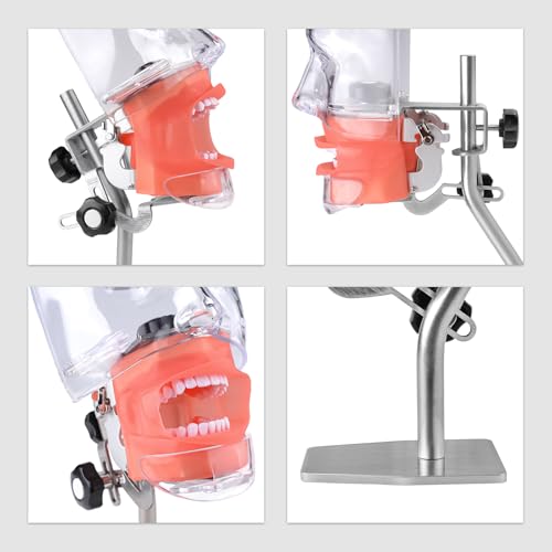 BONEW Oral Dental Simulator Manikin Phantomkopf Modell Zahnarzt pädagogisches Zahnlehrmodell mit 28 Zähnen zum Fixieren (Tischständer-Typ)