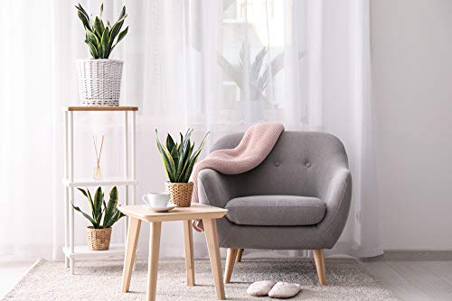 Bogenhanf Bloomique 2er Set Sansevieria Laurentii Pflegeleichte Sukkulenten