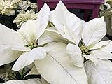 Generic 100 Pcs Poinsettia Plant Seeds White