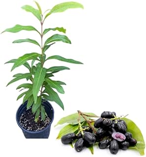 1 Potted Black Plum Tree Syzygium Jamun Plant Tropical Fruit Tree Sweet Jambul Plant 8-12 Inch Tall Half Gallon Pot