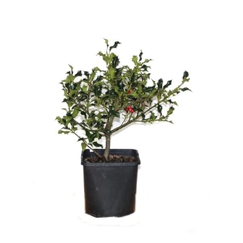 Acebo o Falso Muerdago Árbol de Exterior Natural Perfecto como Elemento Decorativo