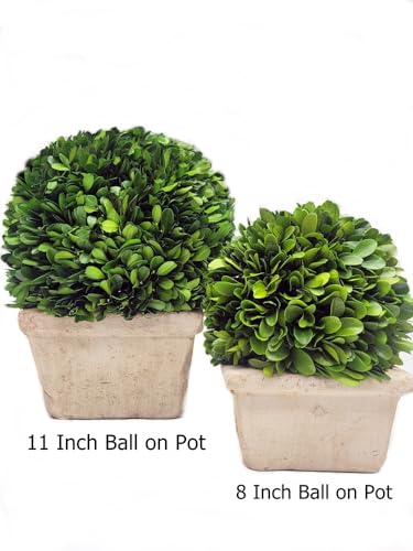 Tradingsmith Preserved Boxwood Medium Ball on Square Pot 8