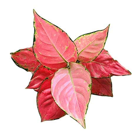 Cloud Farm Live Aglaonema Red Valentine Plant For Home Decoration, Indoor Air Purifying Low Maintenance Plant, Pack Of 1, CF_09 (B0BQY7FSSL) Amazon Price History, Amazon Price Tracker