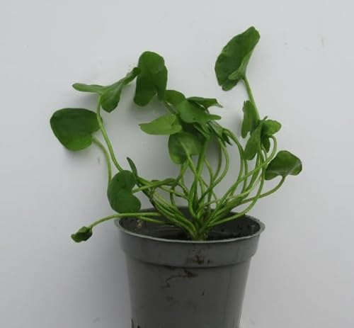 florari Nymphoides sp. Taiwan (Flipper) / Mini-Seerose im Topf