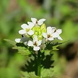 semillas de mostaza y ajo orgánicas - exóticas resistentes jardín cubierta perenne 350pcs