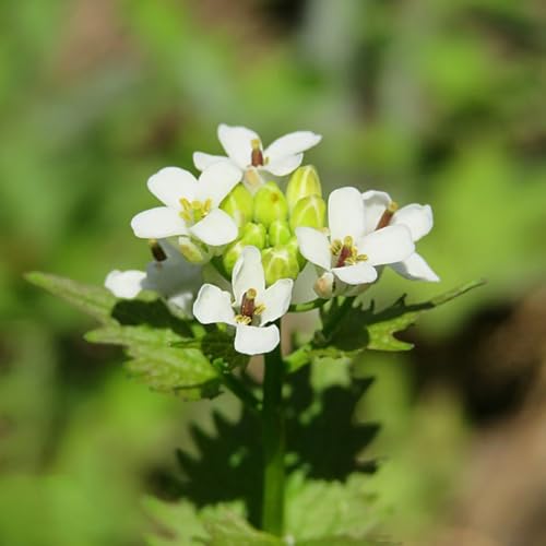 semillas de mostaza y ajo orgánicas - exóticas resistentes jardín cubierta perenne 350pcs