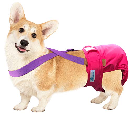 Image of PAW Inspired Dog Diaper Suspenders, Purple, Small /Medium