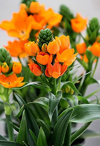 Siddhi Vinayak Gallery® Imported Veriety Chincherinchee, Ornithogalum (Orange) Big Size Healthy Flower Bulbs For Home Garden indoor and outdoor| pack of 3 Flower Bulbs (B093DDHSNQ) Amazon Price History, Amazon Price Tracker
