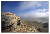  Artworks Italia Galápagos Tortuga gigante con vista a la caldera con fumarolas humeantes, arte de papel Galápagos, 20 x 14 pulgadas