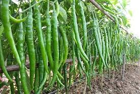 CHILLI SEEDS/HYBRID/MIRCHI/PACK OF 100 / BEST SEEDS FOR GARDEN, HOME/SEEDS BY GOYAM MERCHANDO-image-3