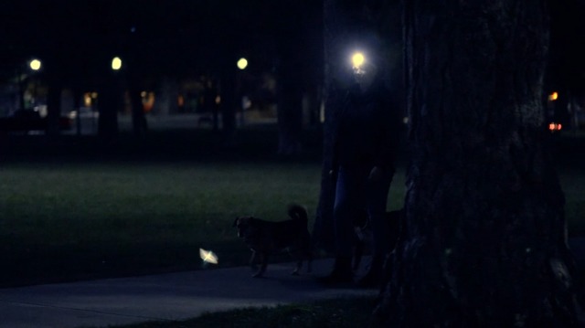 Foxelli LED Head Torch - for Adults & Kids, Running, Camping, Hiking Headtorch Battery Powered with White & Red Light, Lightweight Waterproof Headlamp with Comfortable Headband, Batteries Included