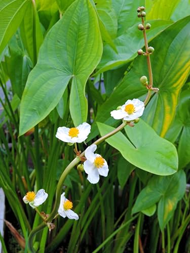 500 White Broadleaf Arrowhead Sagittaria Latifolia Pond Wetland Flower Seeds