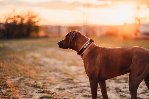 Julius-K9 200HA-K-OR-2015 Color & Gray Halsband mit Haltegriff, Sicherheitsverschluss und Logo, 50 mm (49-70 cm), Orange-Grau