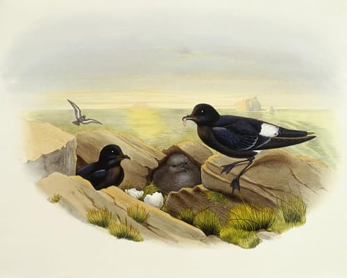 Gravure Oiseau Tempête de John Gould pour une Déco de Chambre Apaisante