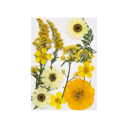 15pcsブックマーク用の天然のドライフラワージュエリーを作る手作りのアートクラフトプレス装飾用の自然なプレスされた乾燥した葉