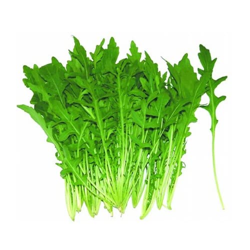Semillas Naturales de Rúcula Eruca Sativa Hierbas Naturales para Cultivo en Casa