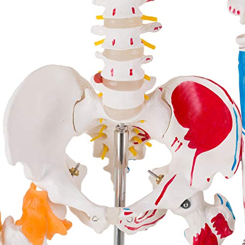 Image of Ultrassist Life Size Anatomical Skeleton Replica with Spinal Nerves, Muscle Insertion and Origin Points, Joint Ligaments, Human Skeleton Model for Human Skeleton Anatomy Study, Includes Rolling Stand