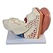 Axis Scientific Human Ear Model, 5 Times Enlarged 4 Dimensional Model with 3 Parts Showing Major Regions of The Ear – Includes Base, Detailed Product Manual