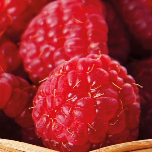 Raspberry Autumn Bliss - Premium Raspberry Canes with Large Patio Pot and Saucer – Bountiful Harvests and Easy Gardening – Includes 3 Canes + Large Patio Pot + Saucer x 1 by Thompson and Morgan