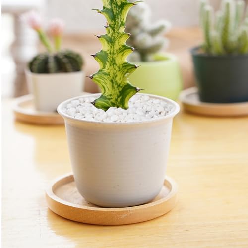 Image of 5 lbs White Aquarium Gravel, 1 /5 Inch White Rocks for Plants, Small Pebbles for Vases, Succulents, Bamboo, Natural Decorative Pebbles for Plants Drainage, Cactus, Crafts