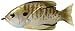 Livetarget Hollow Body Sunfish