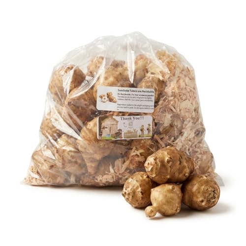20 Live Jerusalem Artichoke Tubers | Sunchokes by Greenhouse PCA | Fresh Sunchoke Bulbs for Eating or Planting