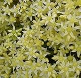 Sedum Acre Octoberfest 1,000 Seeds