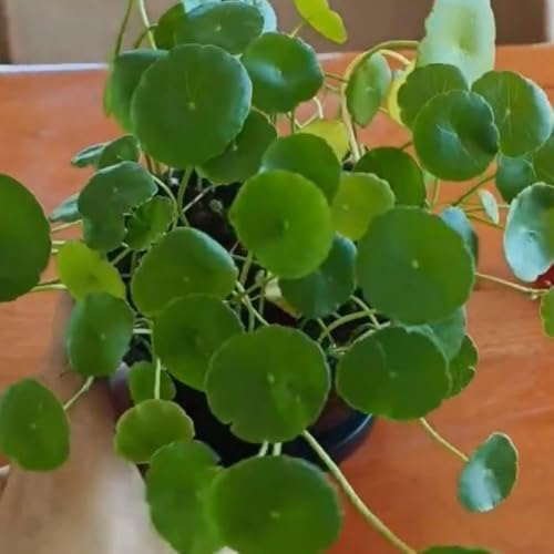 Image of Lucky Coin Chinese Money Plant, Green Indoor Houseplant with Air Purifying Benefits, 15cm Potted Plant for Home Office Decor A.
