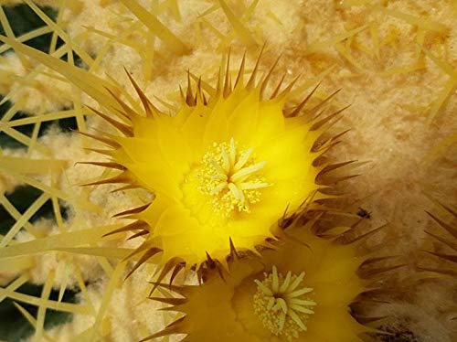 Geosism & Nature Echinocactus grusonii 15 cm, Cactus, Plante succulente
