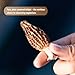 Auditum Premium Dried Morel Mushrooms, Wild Harvested, Nutrient-dense for Vegans, Earthy Flavor & Rich Umami – 1oz (28.35g) – Perfect for Gourmet Cooking, Risotto, Pasta & Soups
