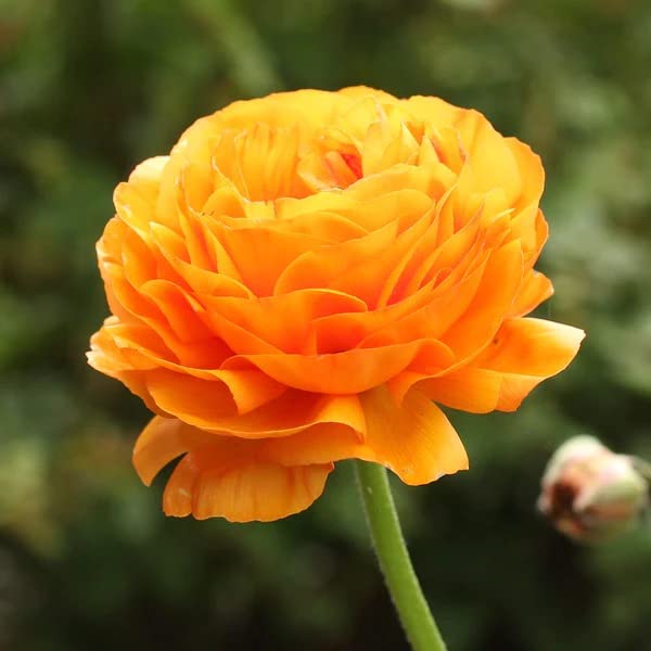 Udanta Seeds Imported Flower Bulbs Pack of 2 (Ranunculus) (Orange) Affordable Pack (B0BJTL8R24) Amazon Price History, Amazon Price Tracker
