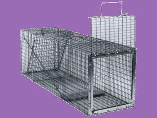Humane Animal Box Trap, 30" x 11" x 12"