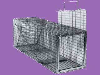 Humane Animal Box Trap, 30" x 11" x 12"
