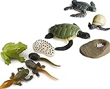 gemini&genius Life Cycle of Frog and Sea Turtle Figurines, Insect Growth Diary Action Figures, Super