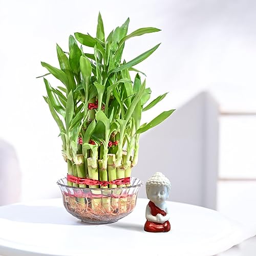 Ugaoo Lucky Bamboo 3 Layer Plant with Miniature Buddha - Annivers...