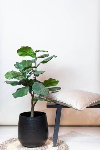 Kunstpflanze Ficus Lyrata Geigen-Feige 90cm