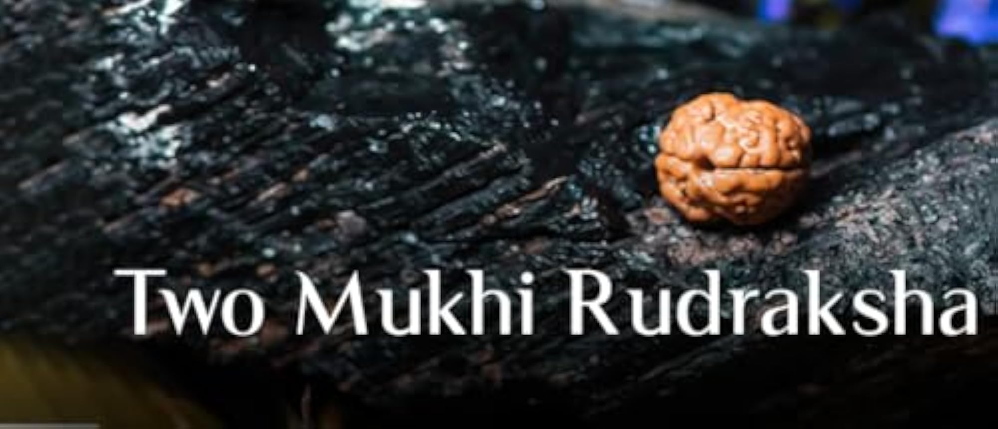 Two Mukhi Rudraksha Original Certified Nepali Big Size Blessed by Lord Maha Dev & Mata Parvati