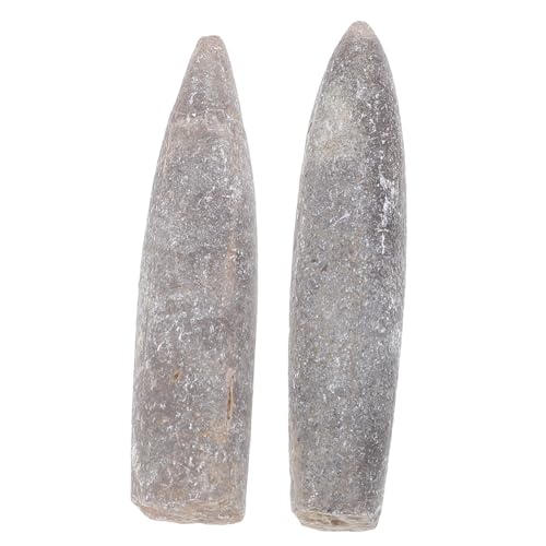 Luxshiny Natural Belemnite Specimen Ichlenite for Teaching Home Decor Geology Enthusiast's Model Collection