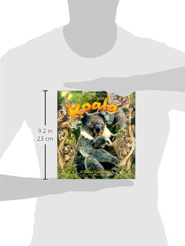 The Life Cycle of a Koala - Image 2