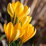 8bulbos Compre de azafrán y azafrán, Los de son resistentes de azafrán perennes resistentes al invierno, azafrán crocus sativus para