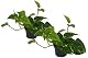 Luftreinigende Pflanzen Efeutute (Scindapsus aureum) im 2er Set