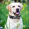 KOLODOGO Waterproof Dog Collar - Reflective Adjustable Collar Durable Collars for Small Medium Large Dogs Easy Clean PVC Material - Multiple Colors Sizes (S, M, L) #2