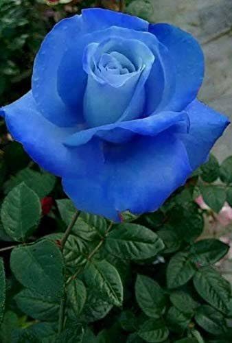 Grafted "Dark Blue Rose" Gulab Flower Live Plant Decorative Fragrant outdoor perennial Plant For Balcony, Terrace, Outdoor Gardening 1 Healthy Live Plant (B0CRPKJ787) Amazon Price History, Amazon Price Tracker